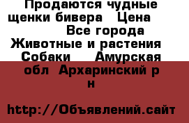 Продаются чудные щенки бивера › Цена ­ 25 000 - Все города Животные и растения » Собаки   . Амурская обл.,Архаринский р-н